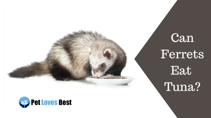 Can Ferrets Eat Tuna? – Pet Loves Best