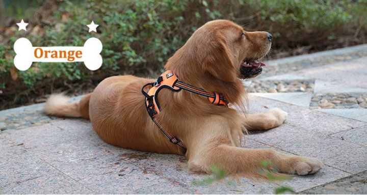 Chai's Choice Dog harness