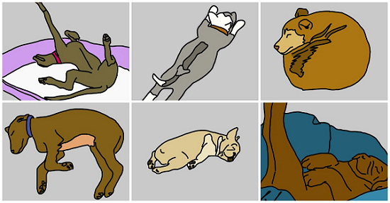 Choose Dog Sleeping Positions