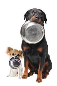 Dog-begging-for-food