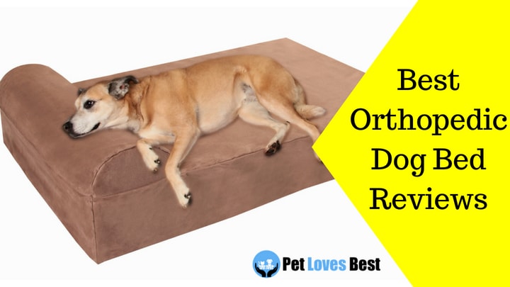 Featured Image Best Orthopedic Dog Bed Reviews