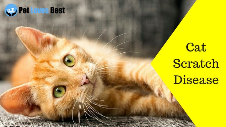 Featured Image Cat Scratch Disease