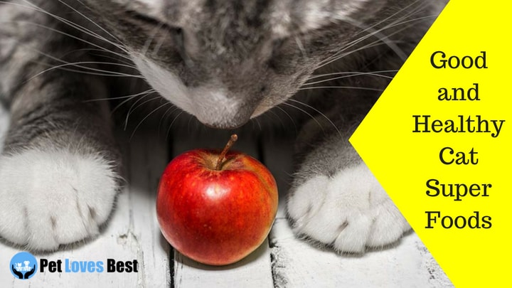 Featured Image Good and Healthy Cat Super Foods