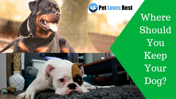Featured Image Where Should You Keep Your Dog