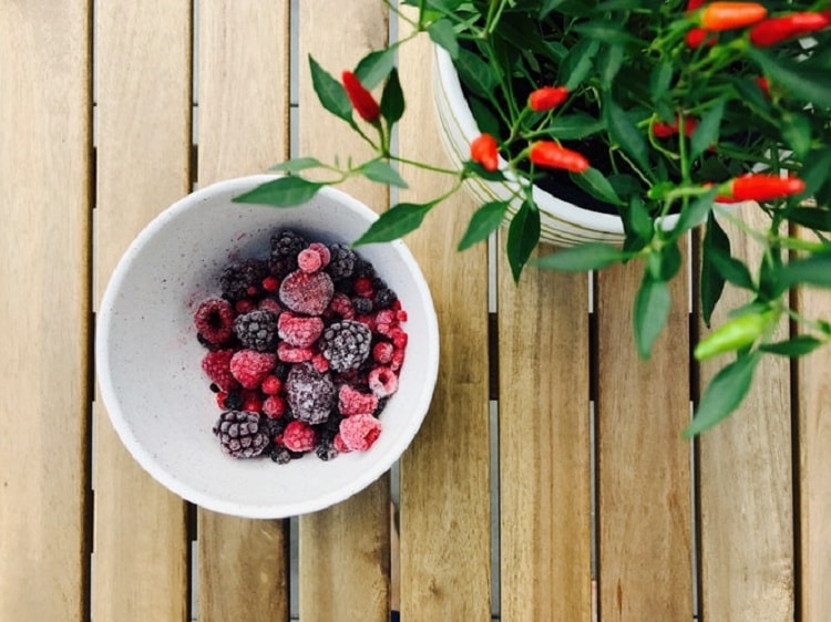 berries as a superfood for cats