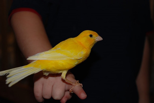 canary-bird-pet