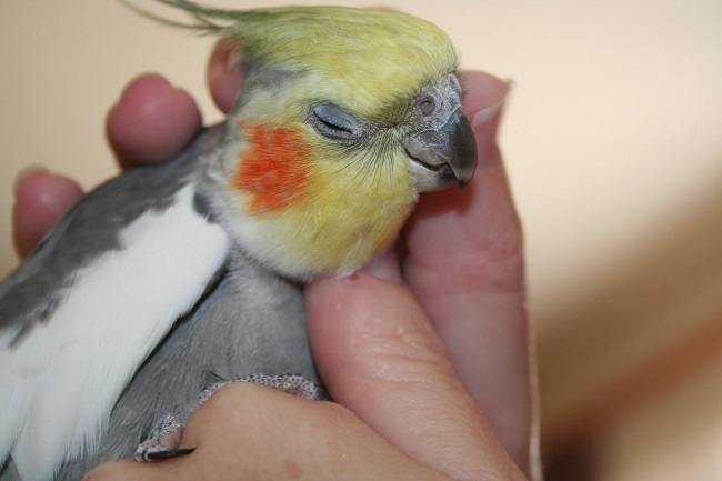 cockatiel-bird-pet