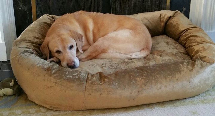 dirty dog bed