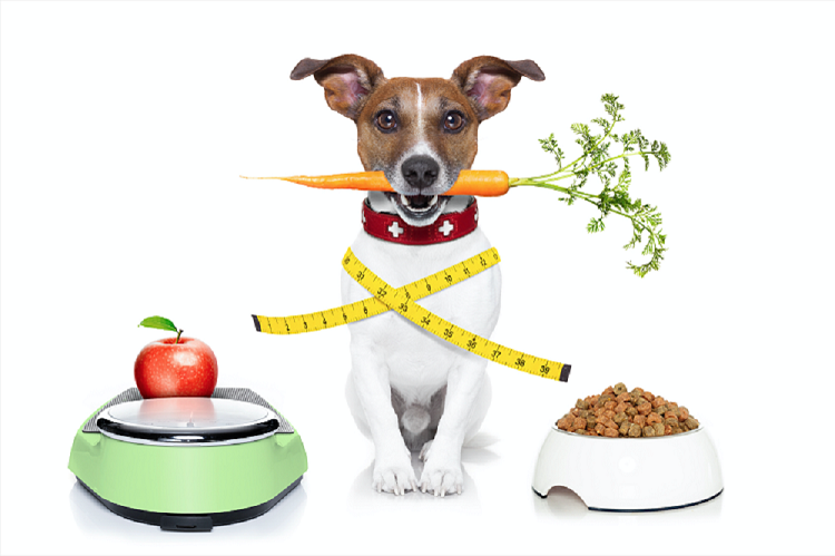 Healthy Homemade Dog Food Recipes