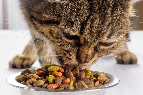 how often you should feed your cat