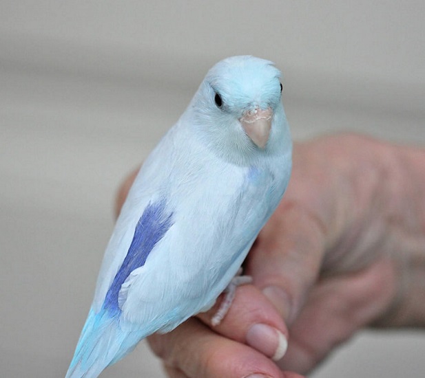 parrotlet-bird-pet