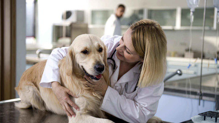 dog cold care veterinarian 