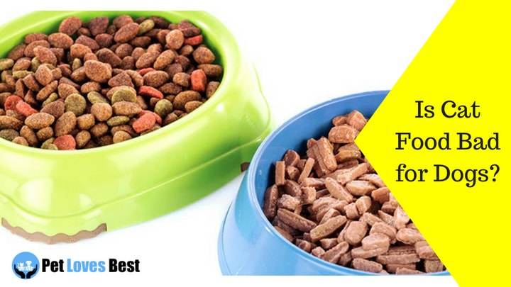 Featured Image Is Cat Food Bad for Dogs