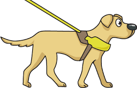 choose a dog harness