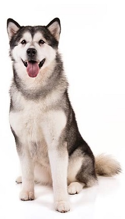 closest dog breed to wolf