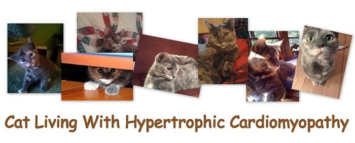 Cat Living With Hypertrophic Cardiomyopathy