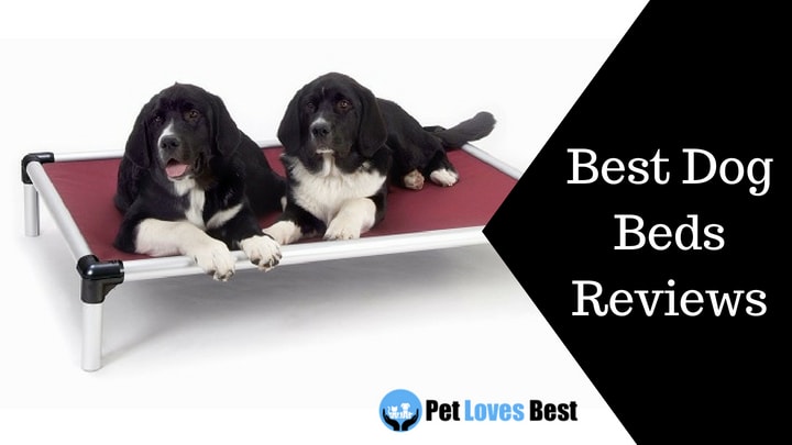 Featured Image Best Dog Beds Reviews