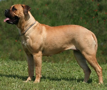 heaviest dog breed