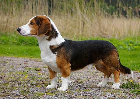 short leg dog breed