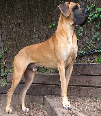 tallest dog breed of the Earth