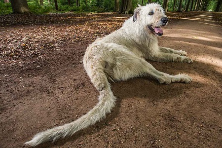 longest tail dog breed