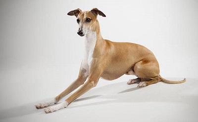 miniature dog breed of greyhound