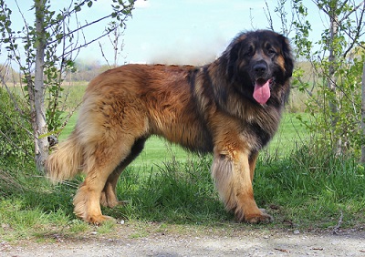 dog breed that looks like lion 