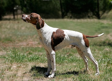 dog breed pointers