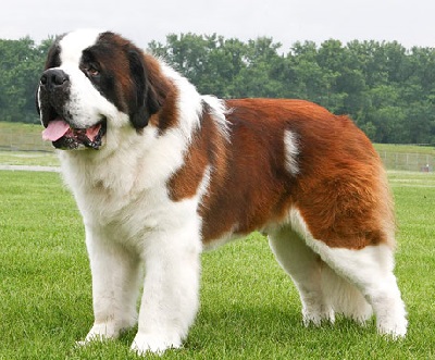 largest dog breed