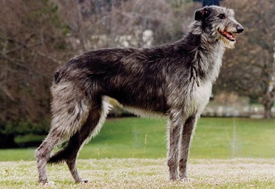 scotty dog breed
