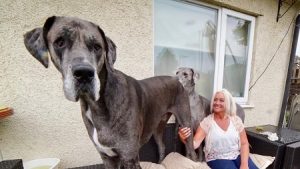 tallest dog great dane facts