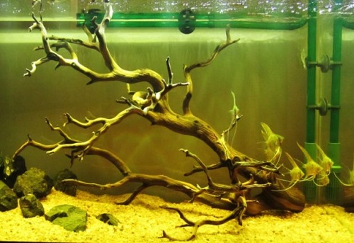 Driftwood in Aquarium