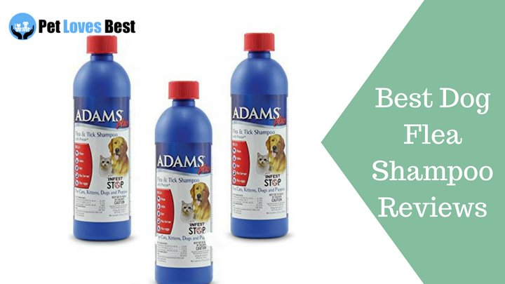 Featured Image Best Dog Flea Shampoo Reviews