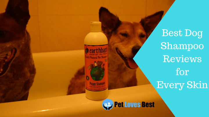 Featured Image Best Dog Shampoo Reviews For Every Skin