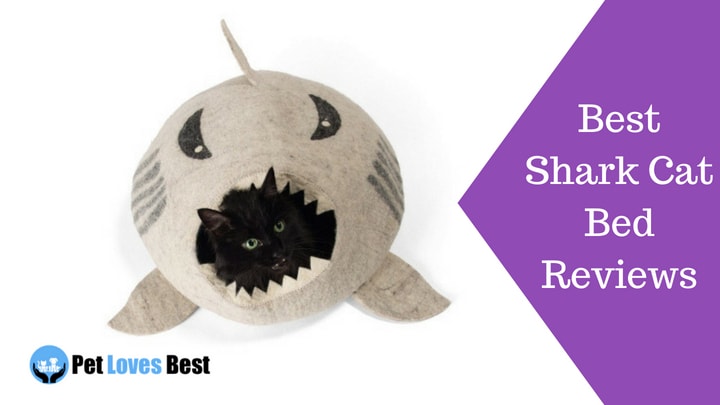 Featured Image Best Shark Cat Bed Reviews