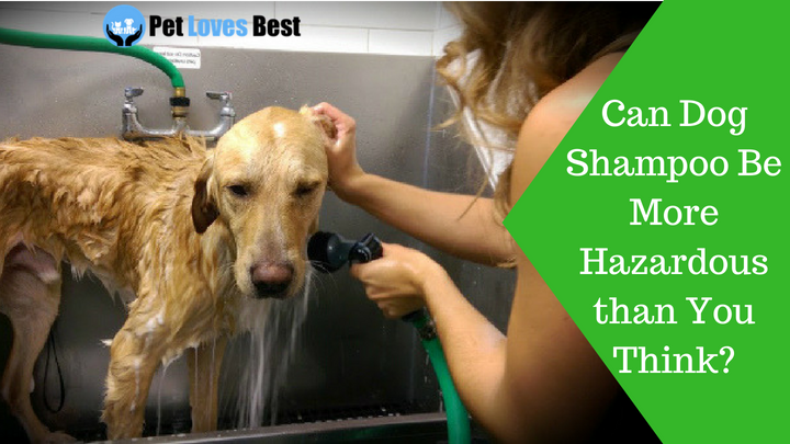 Featured Image Can Dog Shampoo Be More Hazardous than You Think