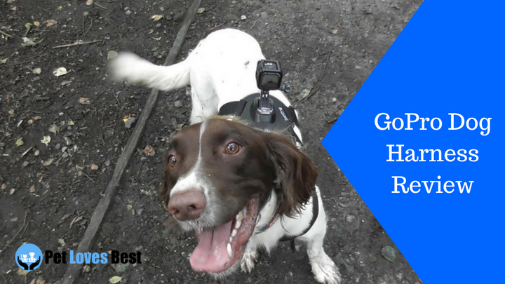 Featured Image GoPro Dog Harness Review