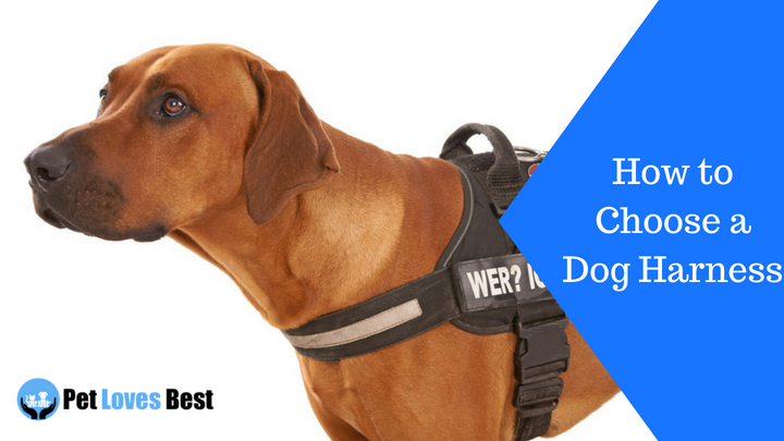 Featured Image How to Choose a Dog Harness