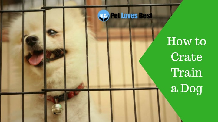 Featured Image How to Crate Train a Dog