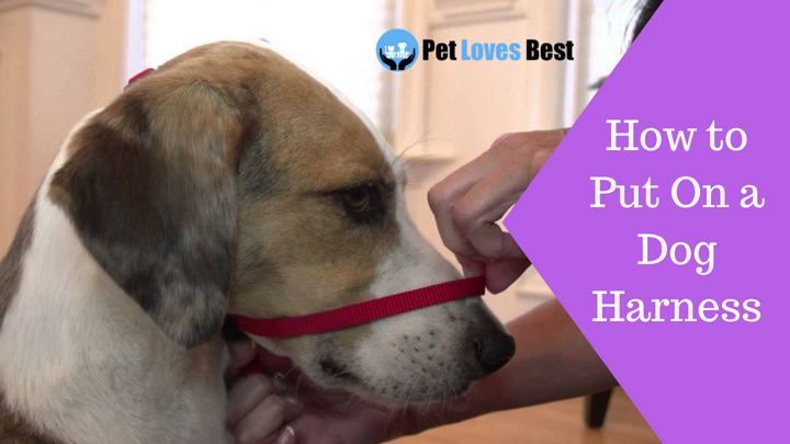 Featured Image How to Put On a Dog Harness