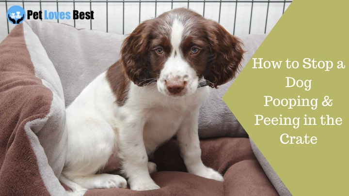 Featured Image How to Stop a Dog Pooping & Peeing in the Crate
