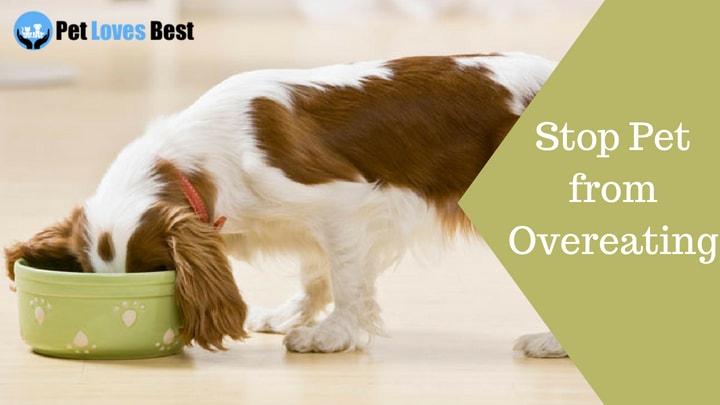Featured Image Stop Pet from Overeating