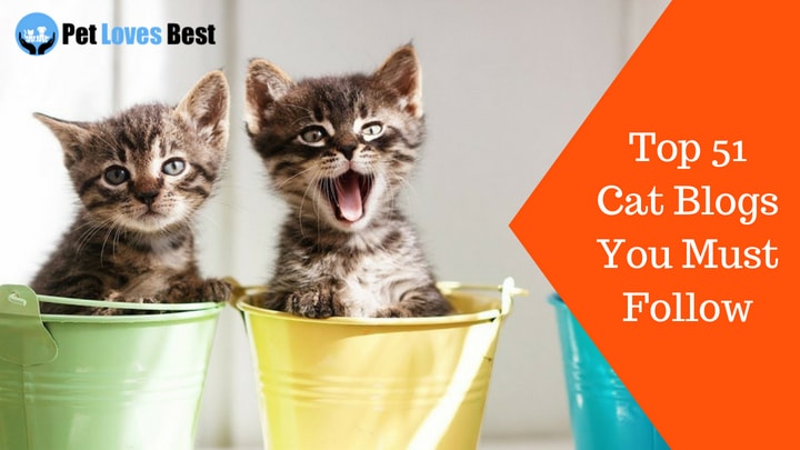 Featured Image Top 51 Cat Blogs You Must Follow