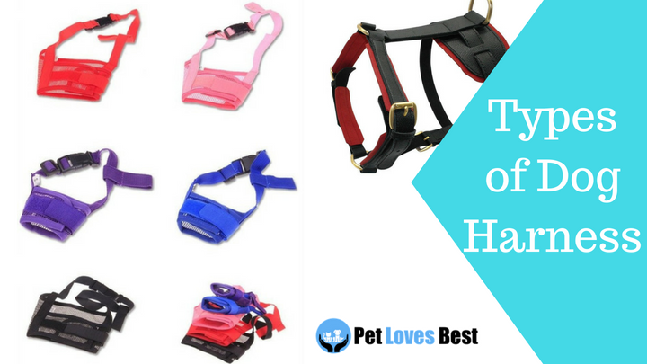 Featured Image Types of Dog Harness