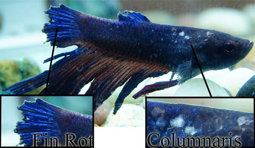 Common Aquarium Fish Diseases