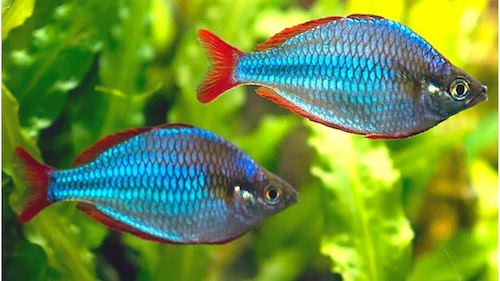 Neon Rainbowfish