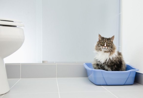 simple issues with the litter box