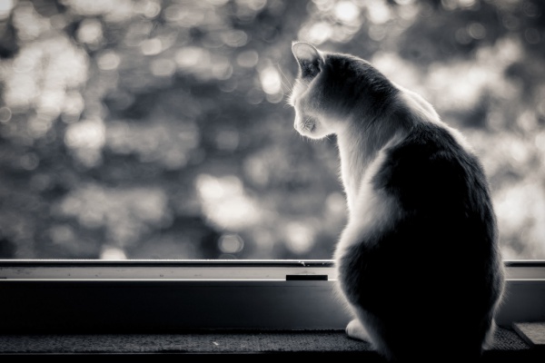 Why do Cats Look Out the Window?