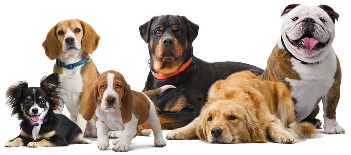 Dog Breed that Suits You the Best