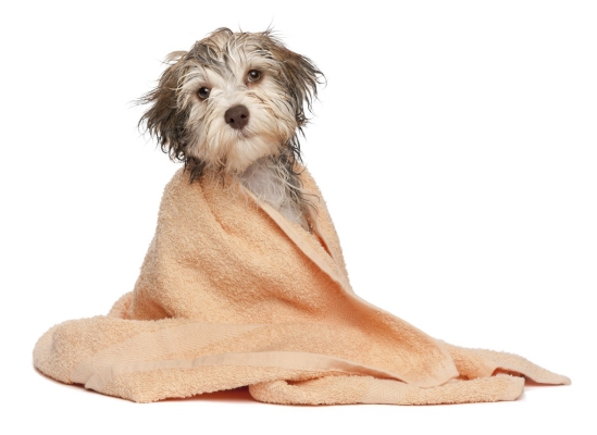 Dog Shampoo - To Keep that Coat Soft, Shiny & Gorgeous